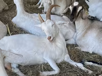 Koza, Nubian Goat — zdjęcie 3