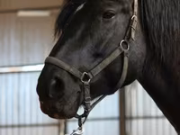 Kobyła, American shetland pony — zdjęcie 3