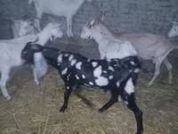 Billy Goat, Beetal goats — photo 6