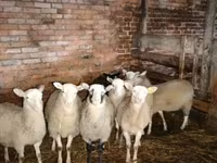 Baran, Katum sheep — zdjęcie 1