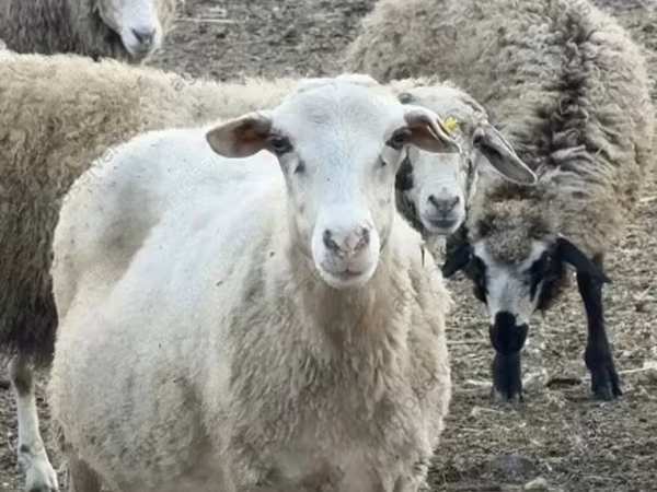 Owca, Katum sheep