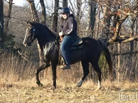 Caballo, Rocky Mountain Horse — foto 4