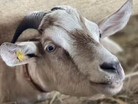 Koza, Nubian Goat — zdjęcie 4