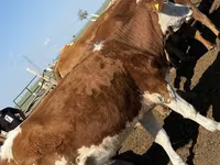 Vaca, Cabeza Blanca Ucraniana — foto 2