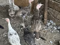 Turkeys — 照片 5
