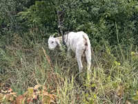 Kozioł, Nubian Goat — zdjęcie 2