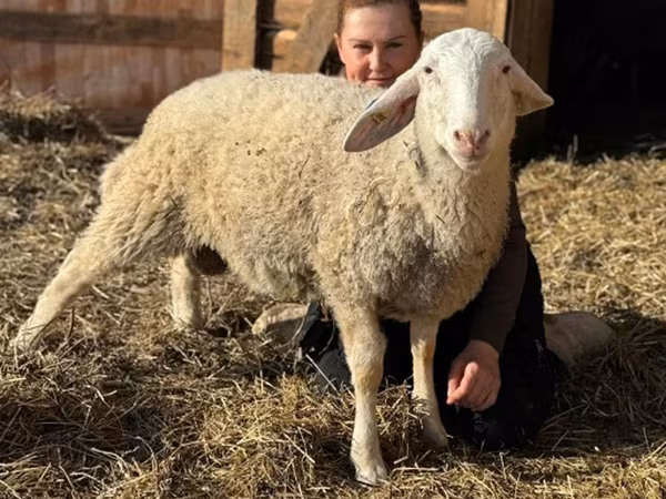 Baran, Assaf sheep — Rosja