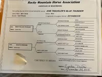 Kobyła, Rocky Mountain Horse — zdjęcie 6