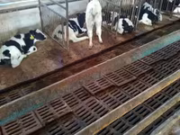 Bulle, Holstein-Rasse — Foto 1