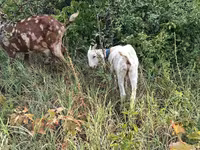 Kozioł, Nubian Goat — zdjęcie 1