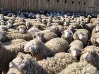 公羊, Sheep — 照片 5
