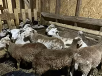 Widder, Edilbay sheep — Foto 8