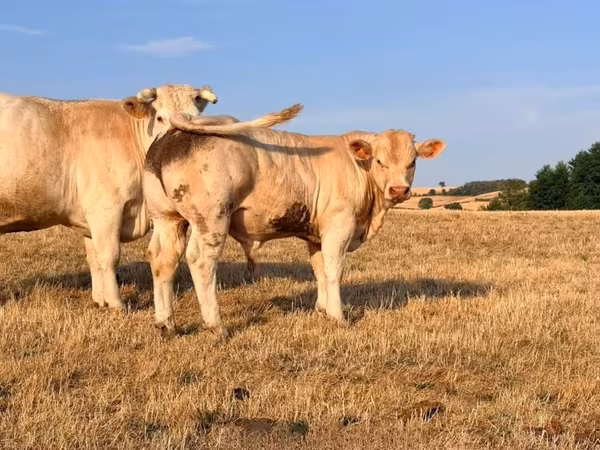 Byk, Charolais cattle