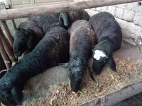 Ram, Rhon sheep — photo 1