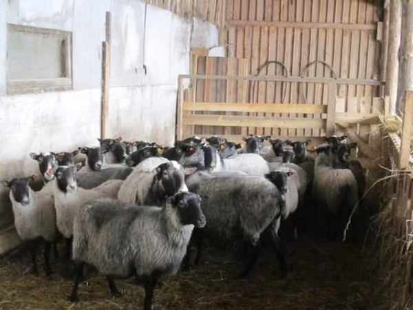 Owca, Romanov sheep