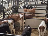 Bulle, Holstein-Rasse — Foto 3