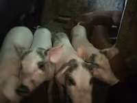 Eber, Schweine — Foto 3