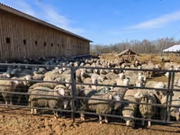 Baran, Kuibyshev sheep — zdjęcie 3