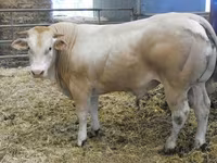 Byk, Blonde d’Aquitane cattle — zdjęcie 1