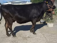 Cow, Holstein breed — photo 3