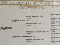 घोड़ा, Quarter Horse — फ़ोटो 4