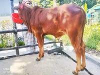 Toro, Ganado vacuno — foto 2