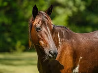 فرس, American paint horse — الصورة 5