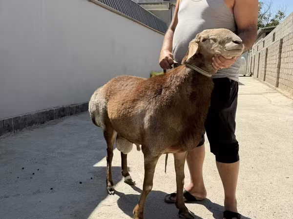 Baran, Arashan sheep