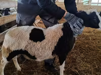 Ram, Baerchuke sheep — photo 3