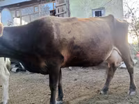 Cow, Alatau breed — photo 1