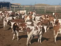 Bulle, Holstein-Rasse — Foto 4