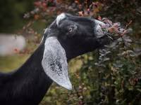 Koza, Nubian Goat — zdjęcie 8
