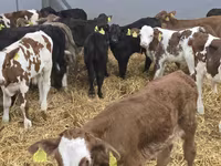 Bull, Cattle — photo 5