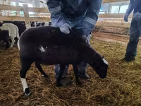 Ram, Baerchuke sheep — photo 2