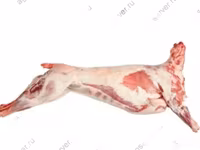 Baran, Katum sheep — zdjęcie 3