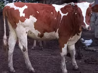 Cow, Cattle — photo 1