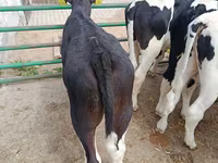 Toro, Raza Holstein — foto 3