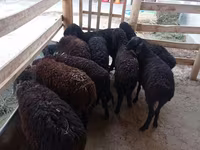 Owca, Tajik sheep — zdjęcie 1