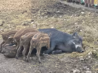 Sow, Pigs — photo 1