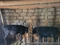 Bull, Cattle — photo 1