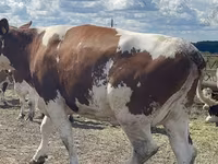 Cow, Holstein breed — photo 8