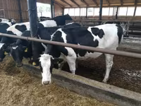 Kuh, Holstein-Rasse — Foto 4