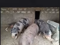 Eber, Schweine — Foto 1
