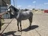 Mare, Orlov Trotter — photo 5