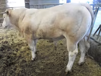 Byk, Blonde d’Aquitane cattle — zdjęcie 4