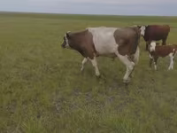 Byk, Russian Black pied cattle — zdjęcie 4