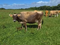 Cow, Jersey breed — photo 3