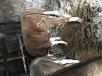 Bull, Simmental cattle — photo 2