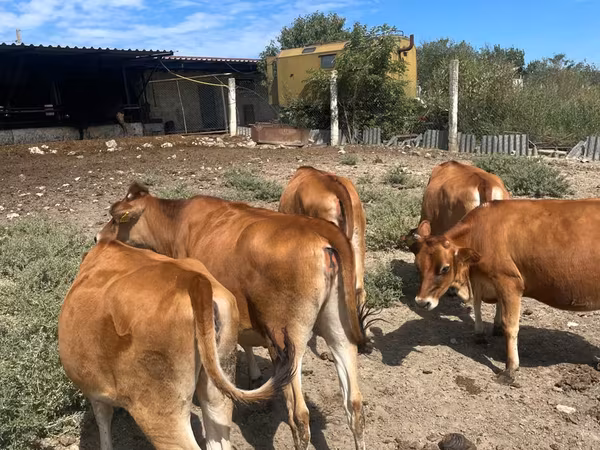 गाय, जर्सी नस्ल