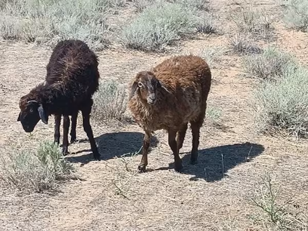 Widder, Edilbay sheep